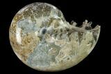 Polished, Agatized Ammonite (Phylloceras?) - Madagascar #132143-1